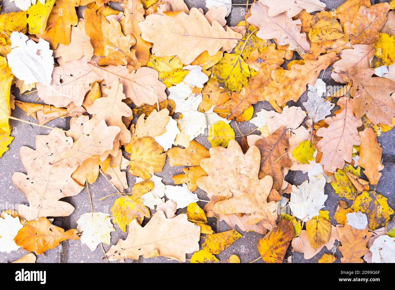 fallen oak leaves on the ground Stock Photo - Alamy