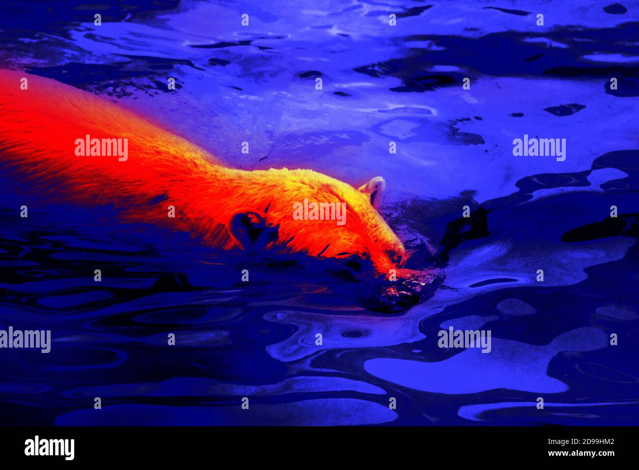 Polar bear in scientific hightech thermal imager. This bear can swim