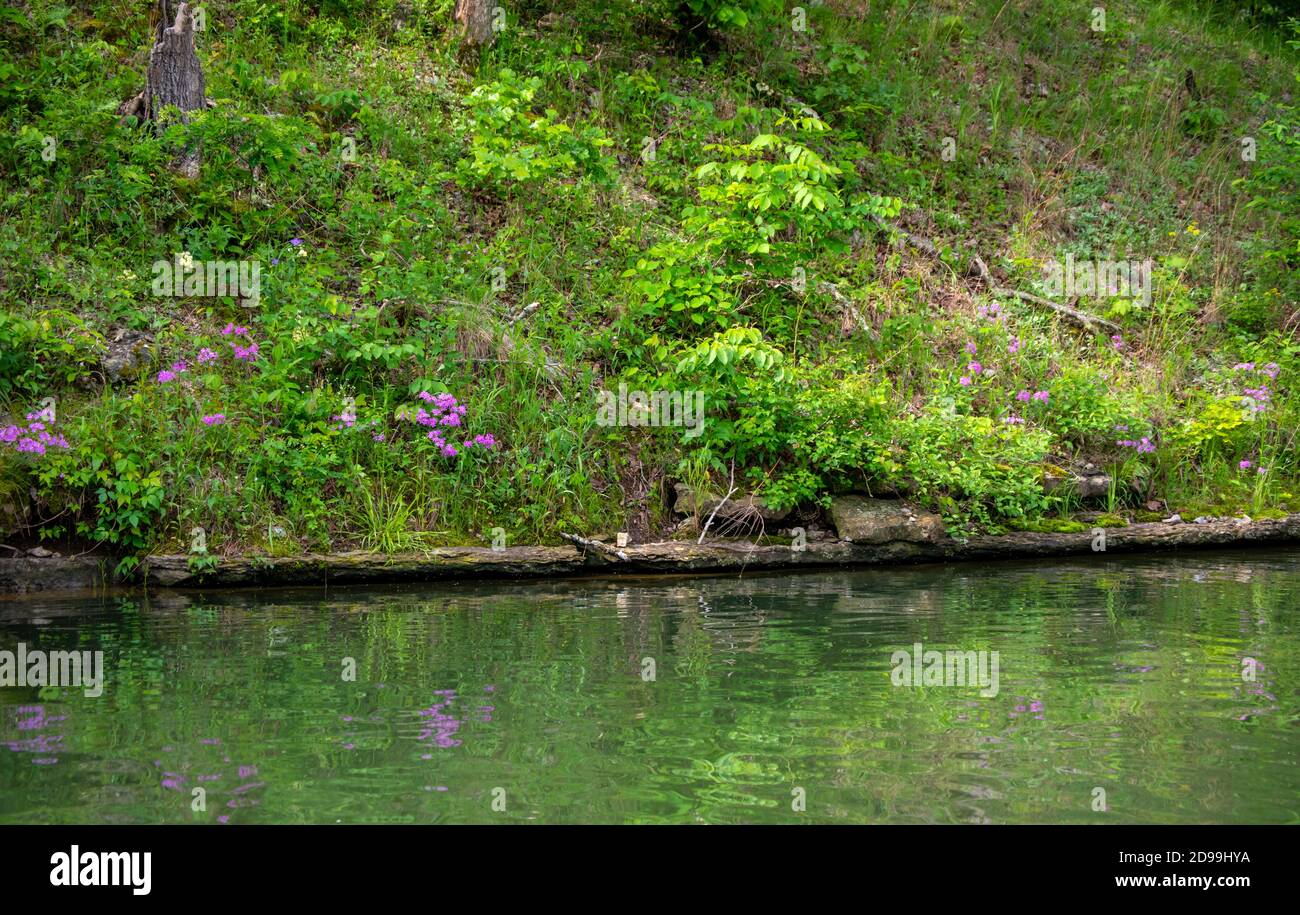 Pretty purple wildflowers reflect in the lake waters making a beautiful scenic landscape scene with lots of green color. Bokeh effect. Stock Photo