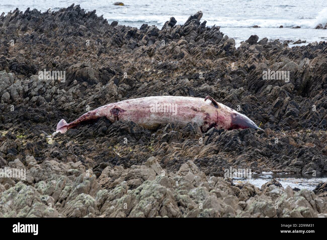Dead Cetacean, probably a Porpoise, with what a appears to be plastic binding it’s mouth. Inishowen, Donegal . Stock Photo