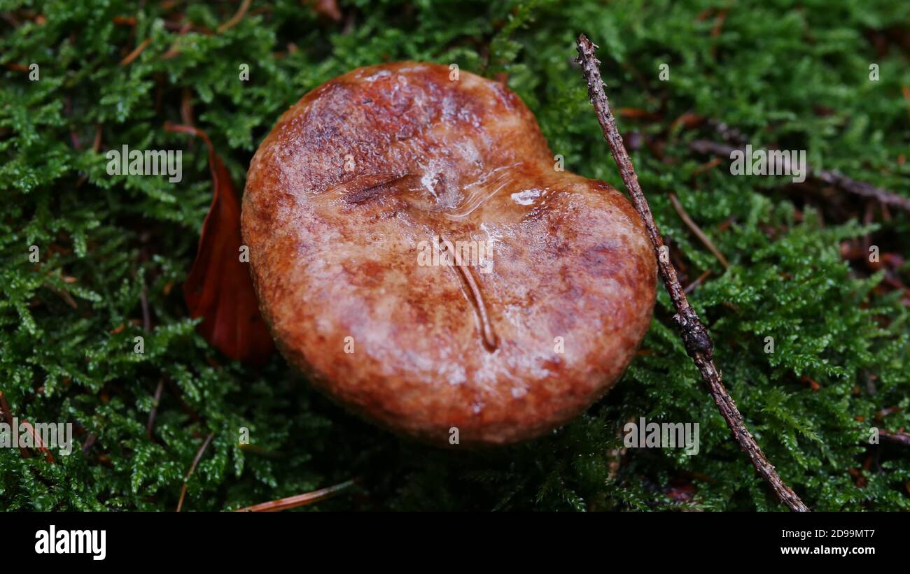 Brown mushroom on green mossy forrest ground in autumn, seen from above Stock Photo