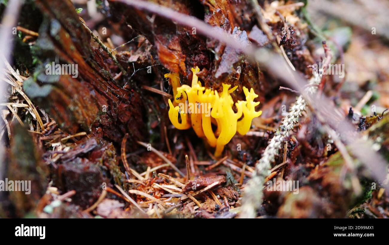 Macro picture of a golden Ramaria Aurea mushroom in the forest in autumn Stock Photo