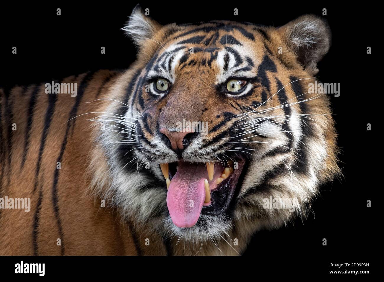 Male Sumatran tiger showing tongue Stock Photo