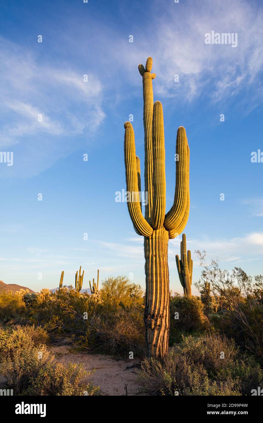 Scenic desert landscape with Saguaro cactus in Phoenix, Arizona Stock Photo