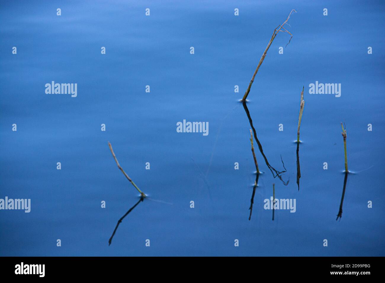 Five twigs jut out of a lake, in the city of Brea, California, USA Stock Photo