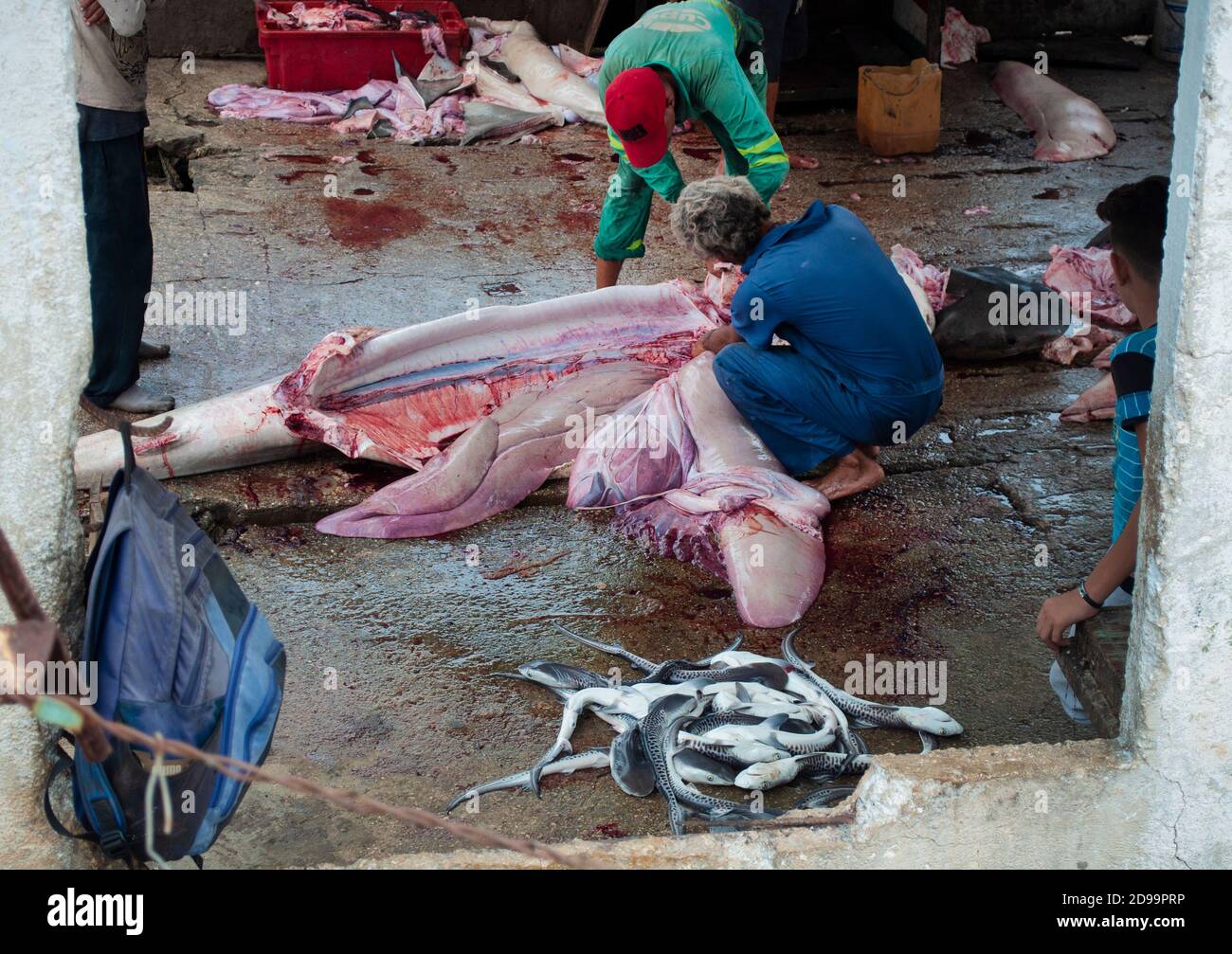 Men in a fishing port cutting a shark and removing its baby sharks from its belly Stock Photo