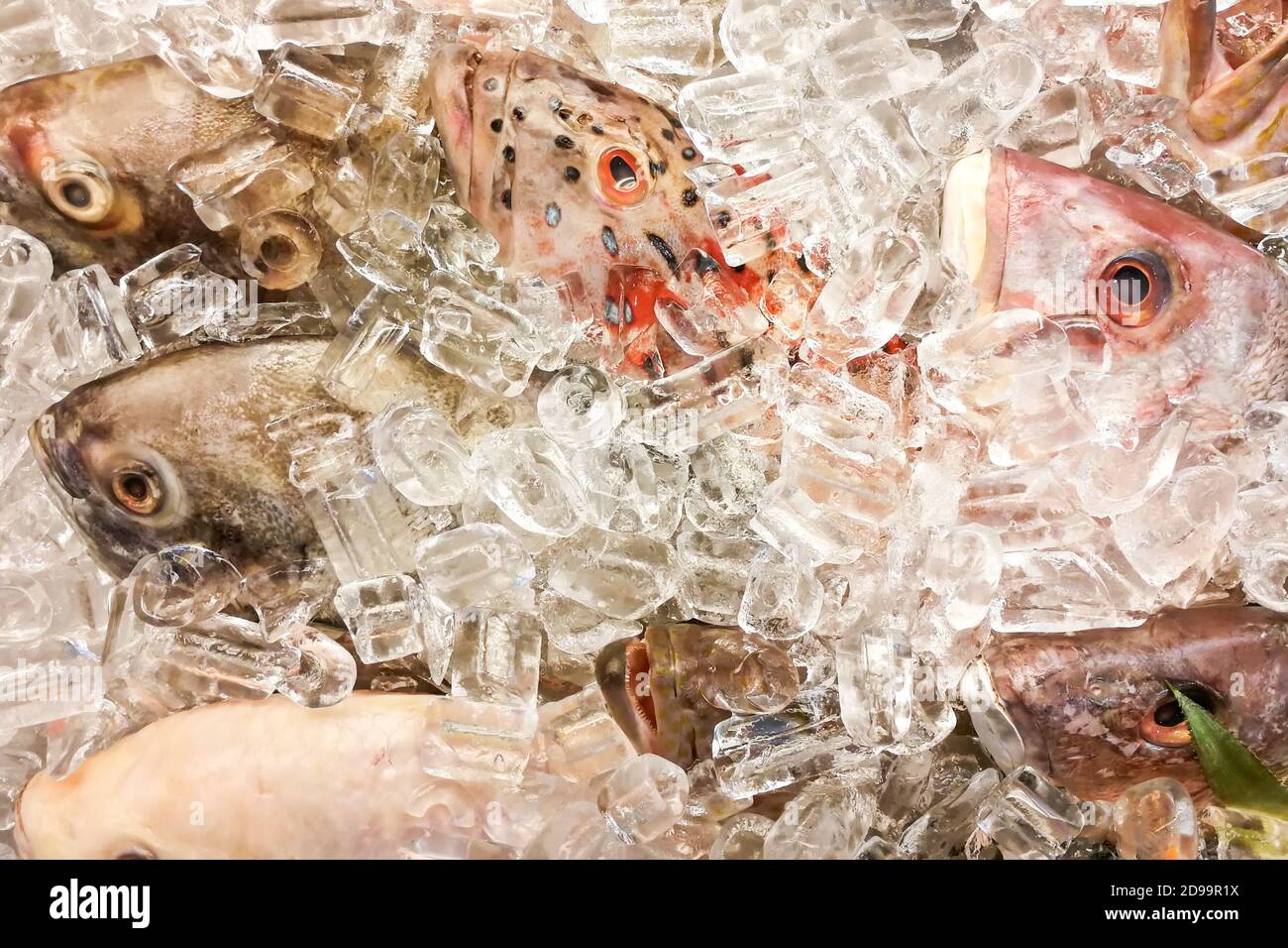 Ice covered fish hi-res stock photography and images - Alamy