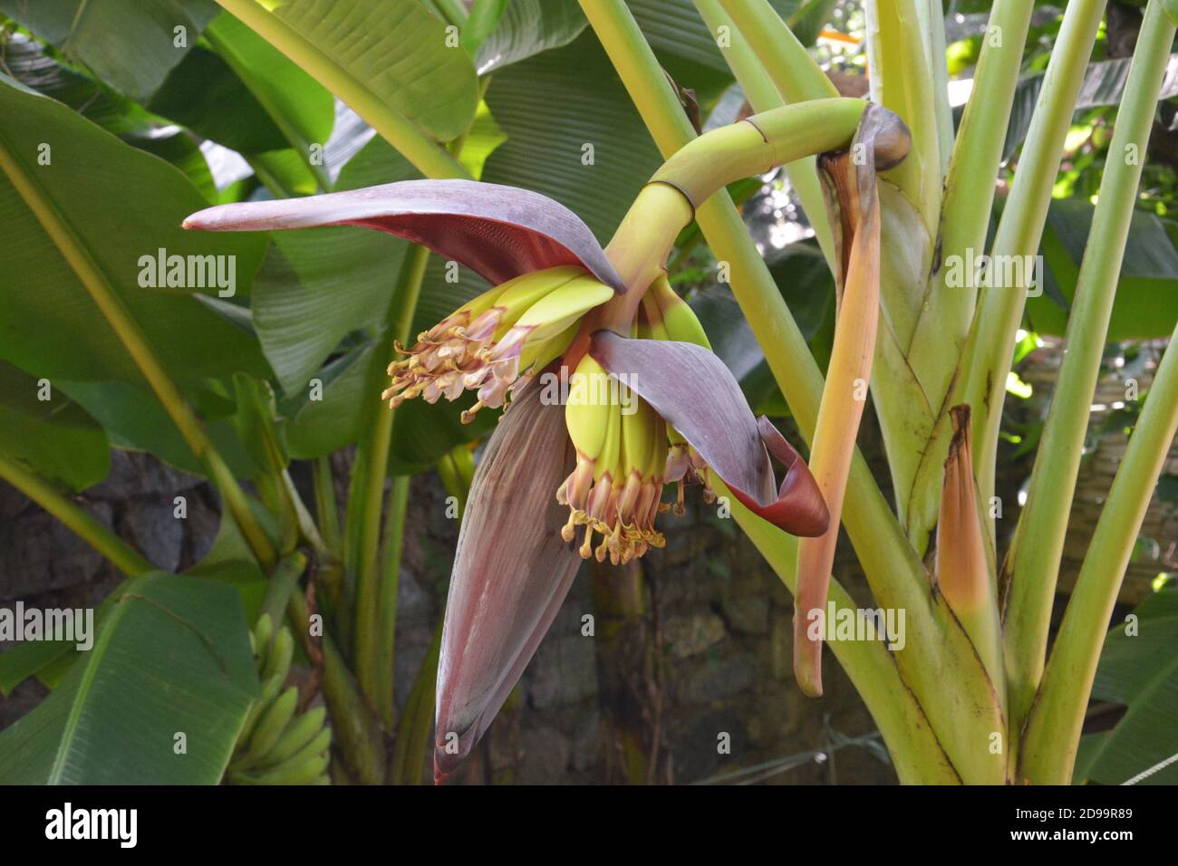 Fresh Fruit Tree with Unripened Bananas Hanging in a Bunch Photograph by  DejaVu Designs - Fine Art America