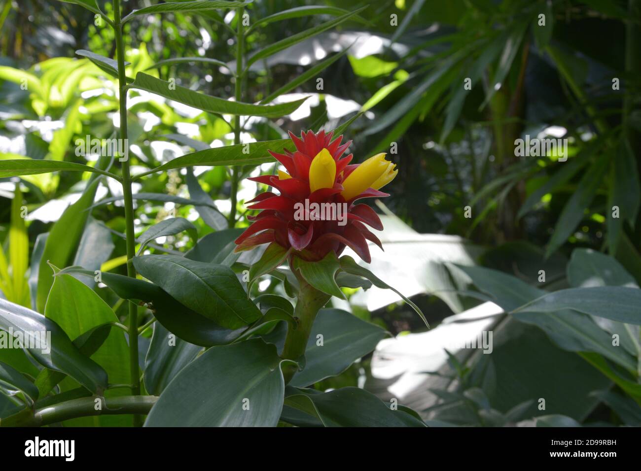 isolated yellow and red costus barbatus blossoms in the bush Stock Photo