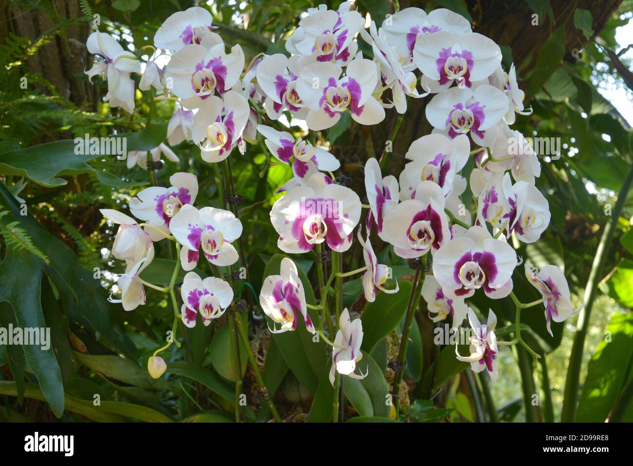 purple and white phalaenopsis blossoms in the garden in sunny afternoon Stock Photo
