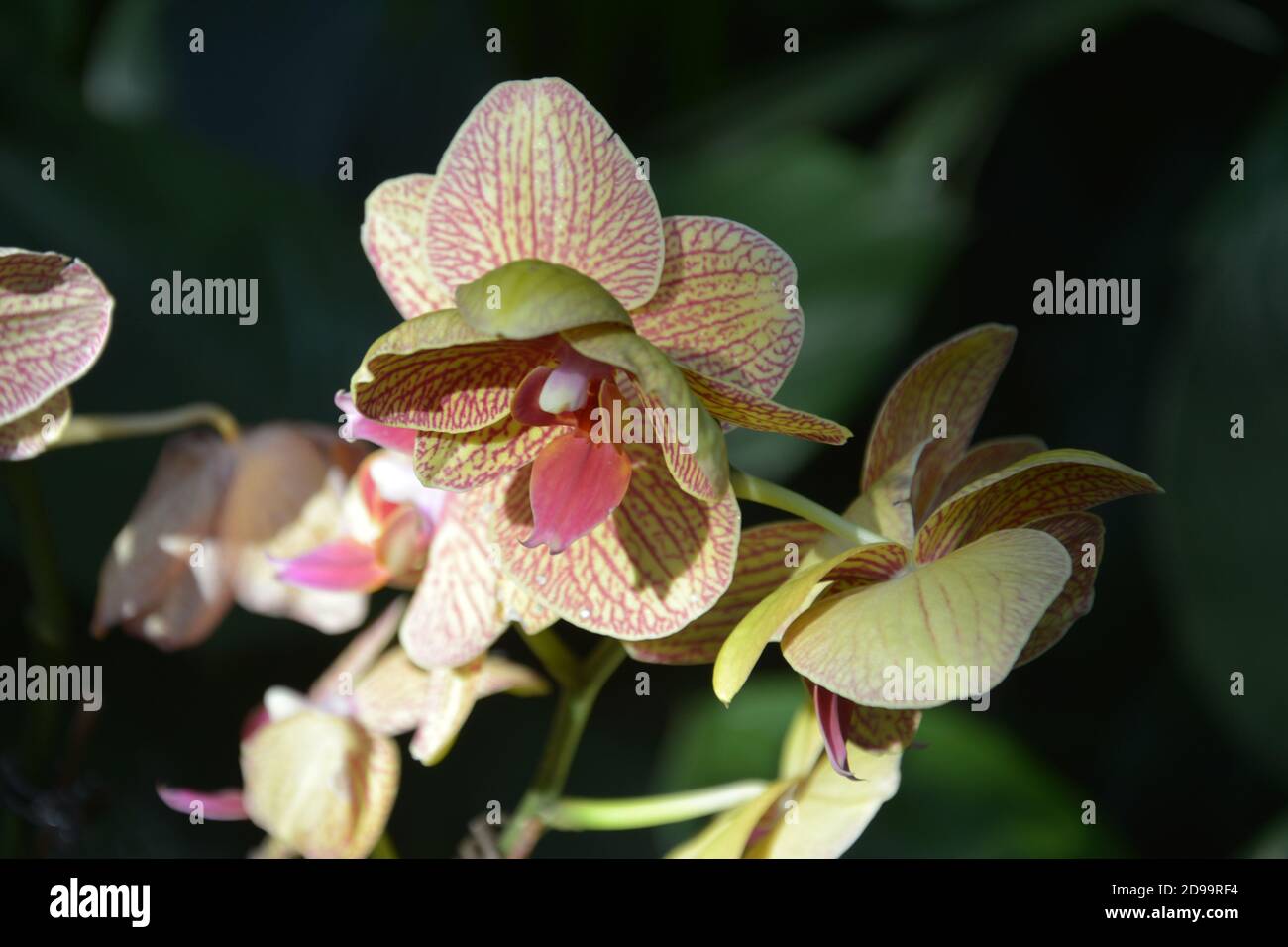 yellow phalaenopsis with red veins blossoms in sunny afternoon in the garden Stock Photo