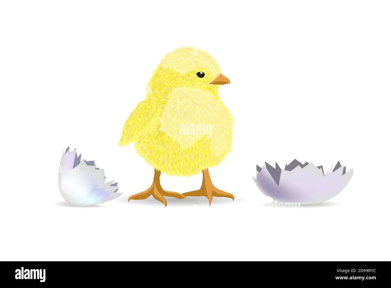 The chicken hatched from the shell. Vector illustration Stock Vector