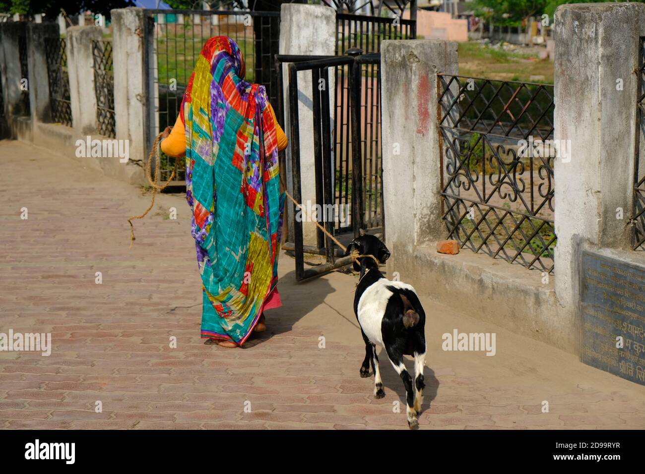 India Bodh Gaya - Traditional dressed women with goat Stock Photo