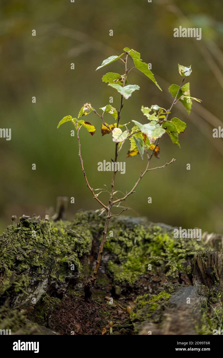 Small Thick Tree Tiny Tree Trunk : 10 Types of Trees With Smooth Gray Bark (With ...