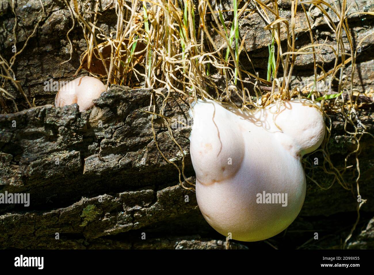 fungus growing on rotting tree Stock Photo