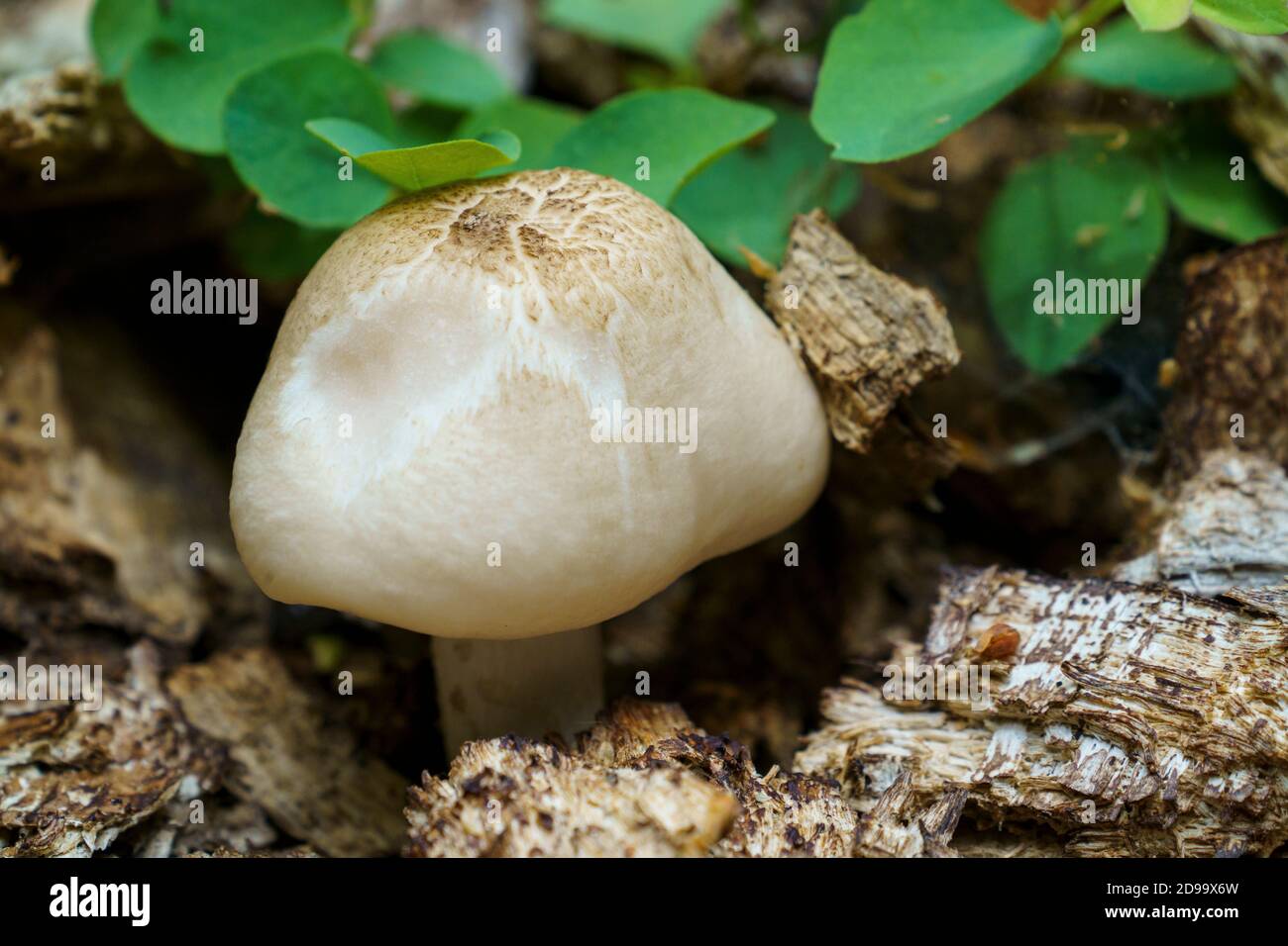fungus mushroom growing on rotting tree,heise county park, san diego ca us Stock Photo