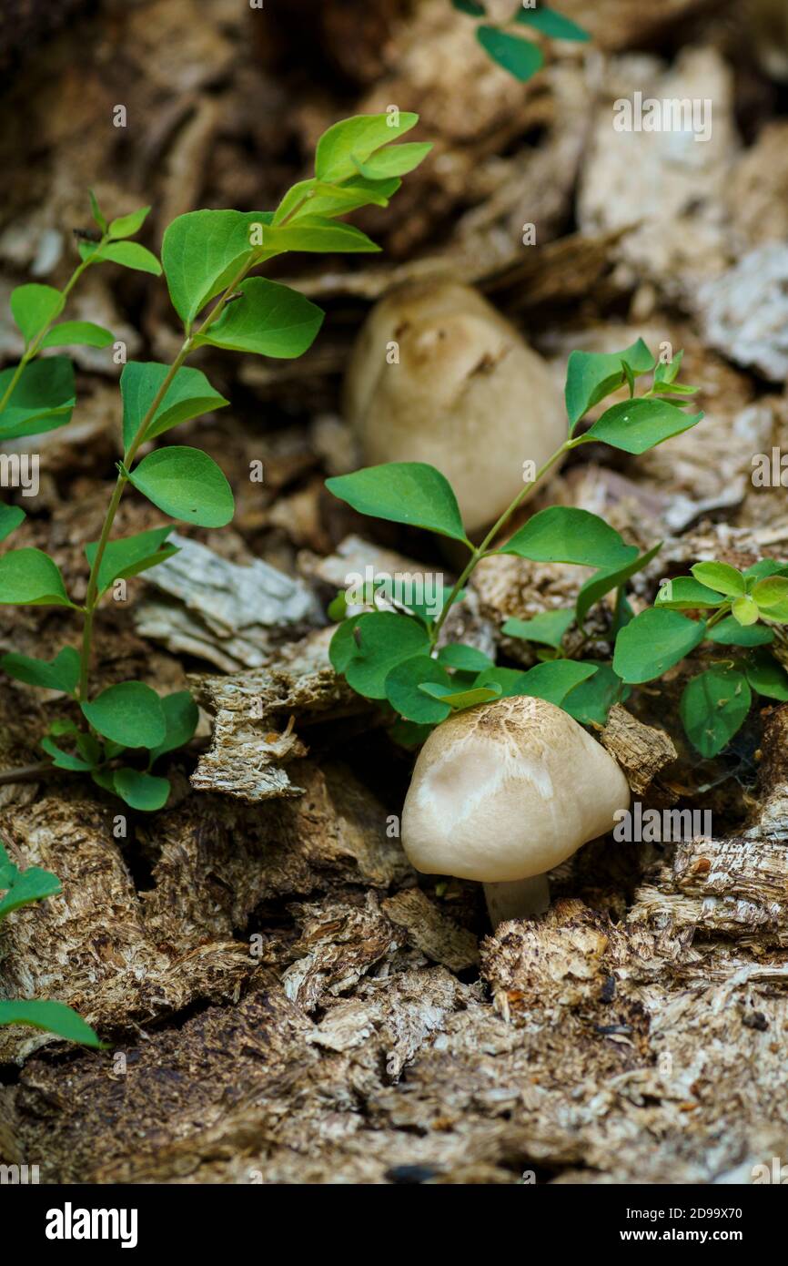 fungus mushroom growing on rotting tree,heise county park, san diego ca us Stock Photo