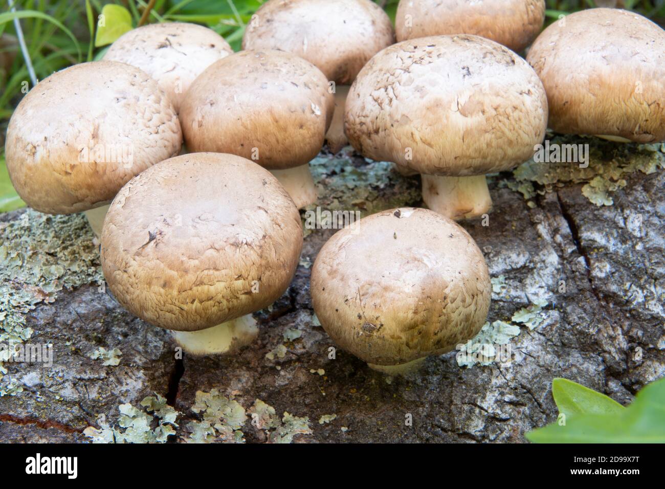 mushrooms on log with lichen Stock Photo