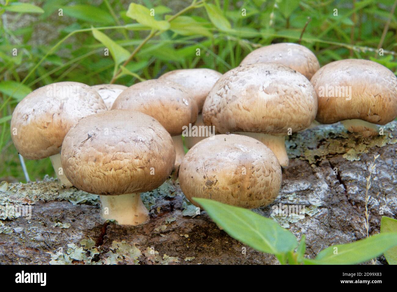 mushrooms on log with lichen Stock Photo