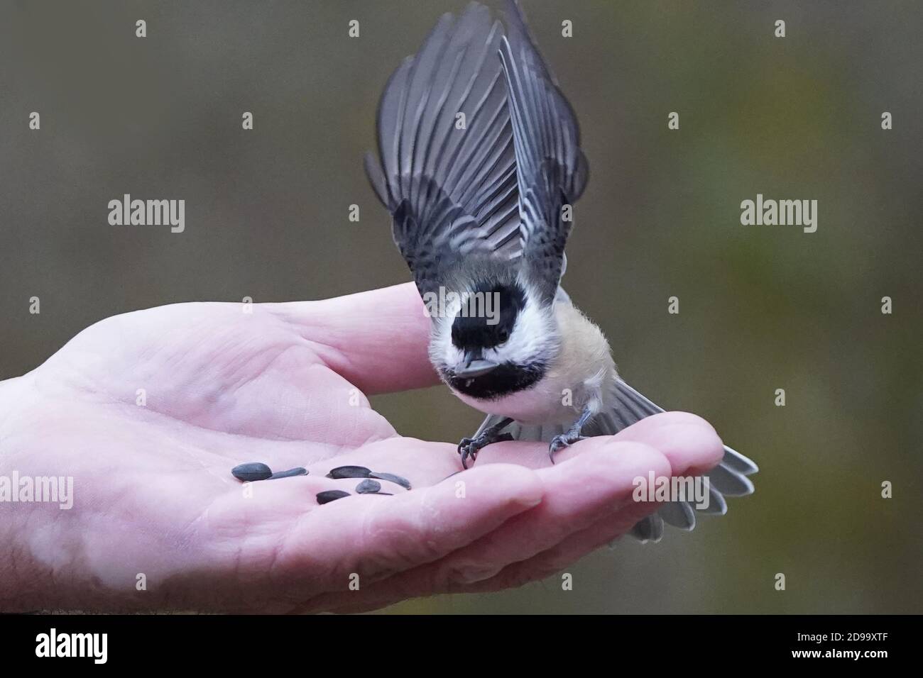 Chickadees and nuthatches fed by hand Stock Photo