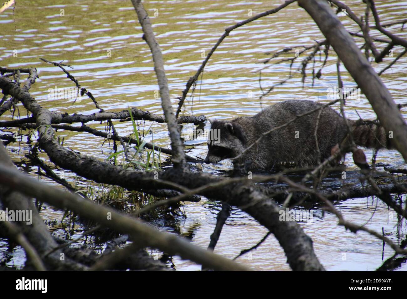 Fallen Racoon A raccoon climbing on a fallen tree over some water Stock Photo - Alamy