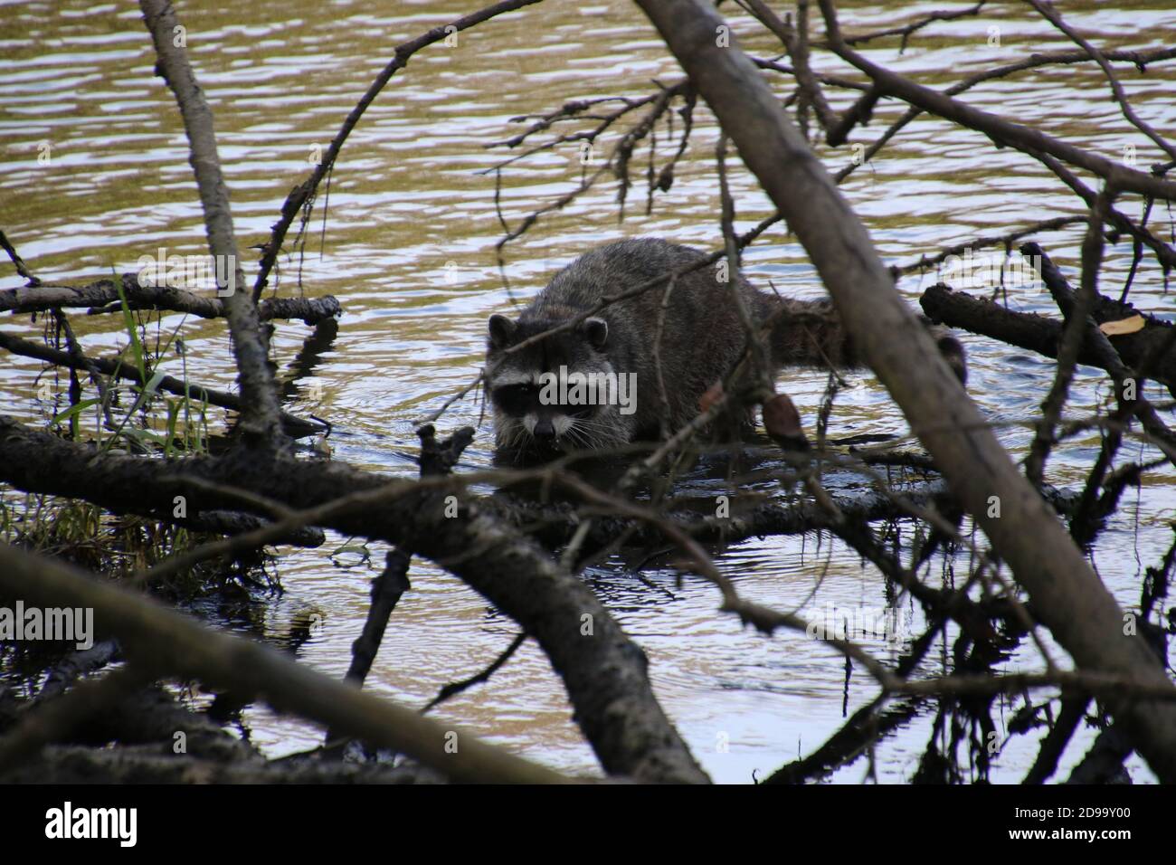 Fallen Racoon A raccoon climbing on a fallen tree over some water Stock Photo - Alamy