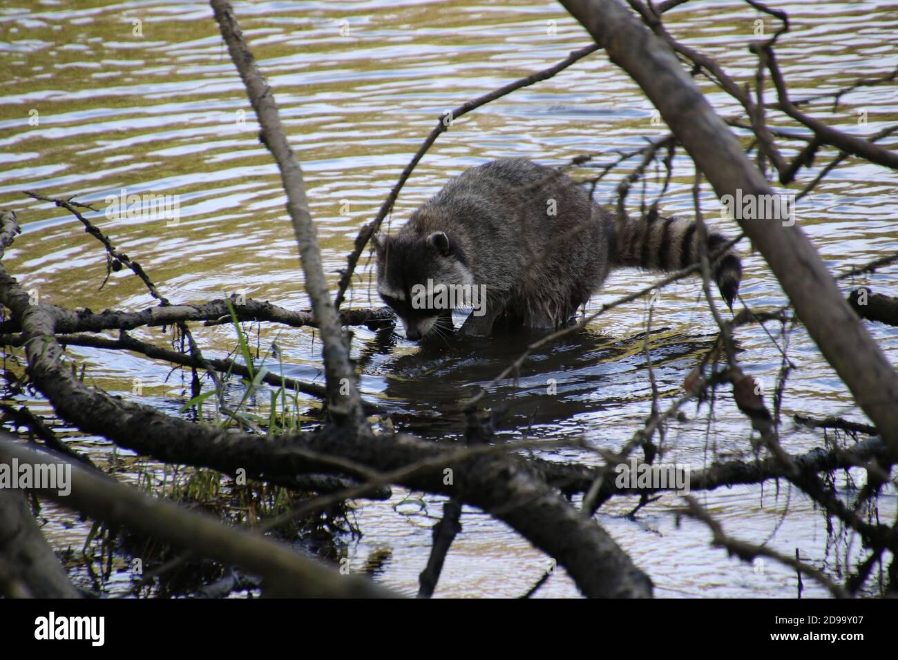 Fallen Racoon A raccoon climbing on a fallen tree over some water Stock Photo - Alamy