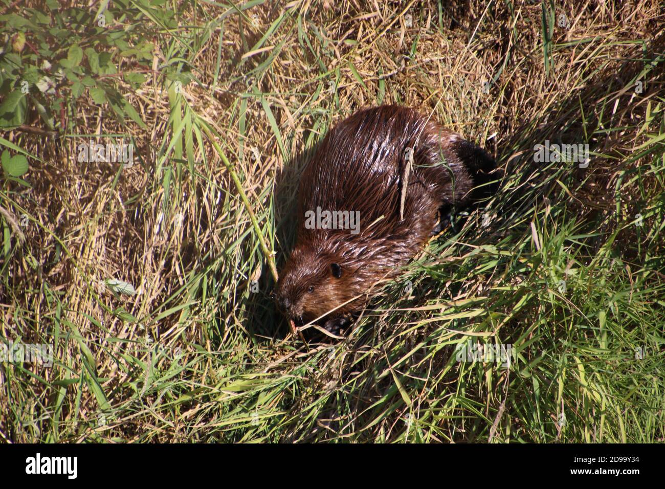 Beaver on dry land hi-res stock photography and images - Alamy