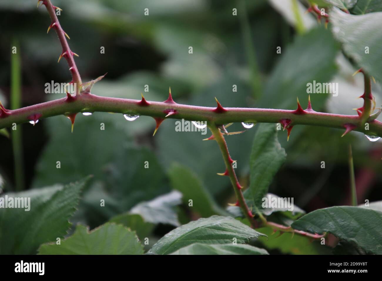 A picture of a raspberry vine with white tipped red thorns with