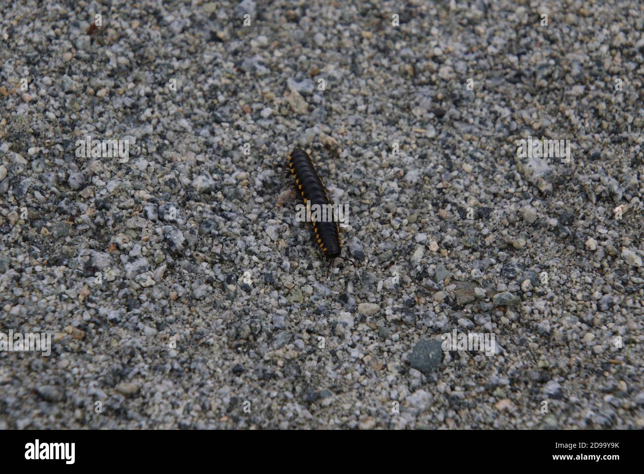 A black and yellow millipede crawling on a fine gravel path on a sunny day Stock Photo