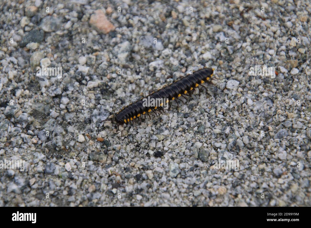 A black and yellow millipede crawling on a fine gravel path on a sunny day Stock Photo