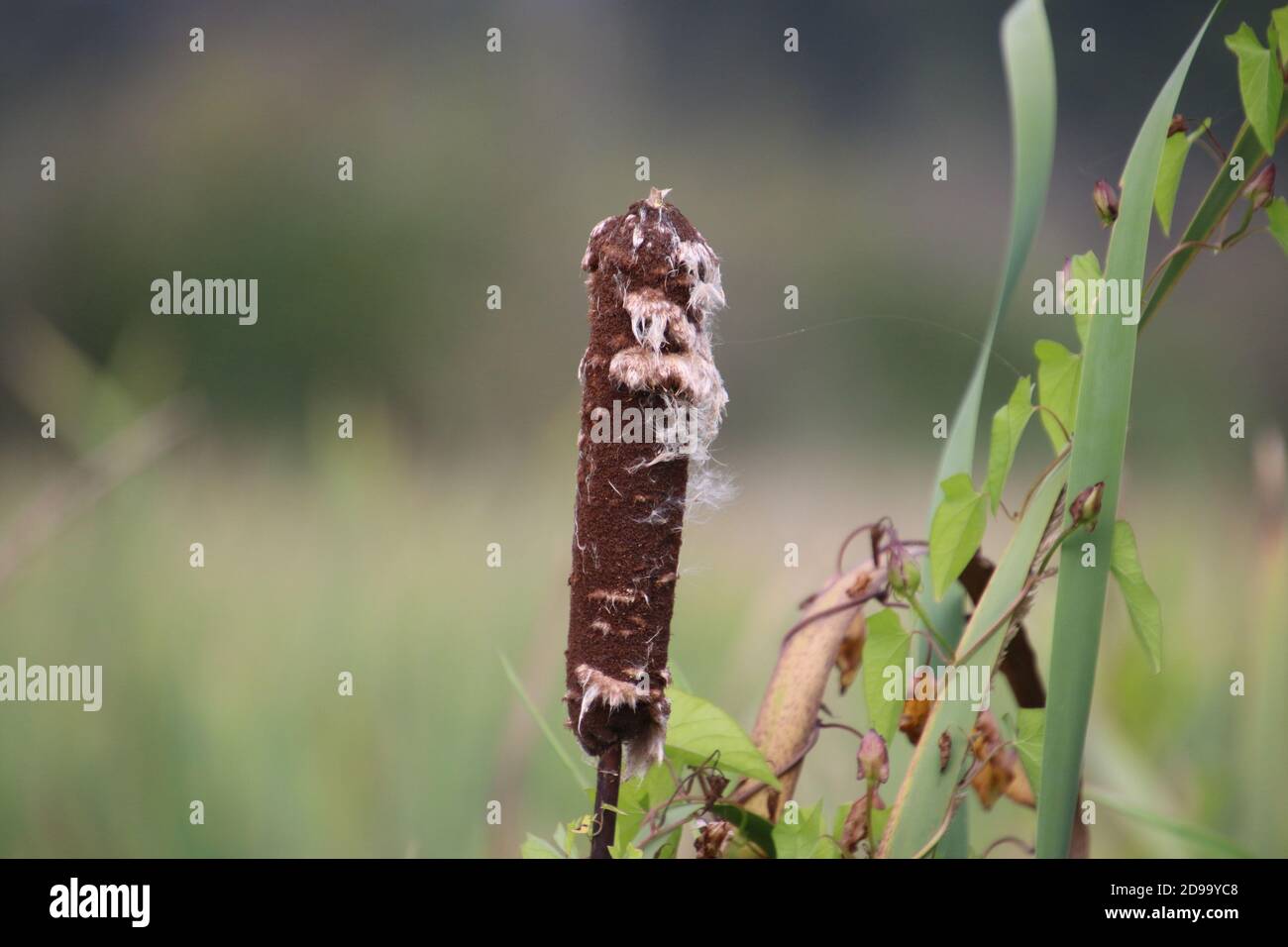 A bulrush head which is starting to disintegrate with white fluff coming off the head with an out of focus meadow in the background. Stock Photo