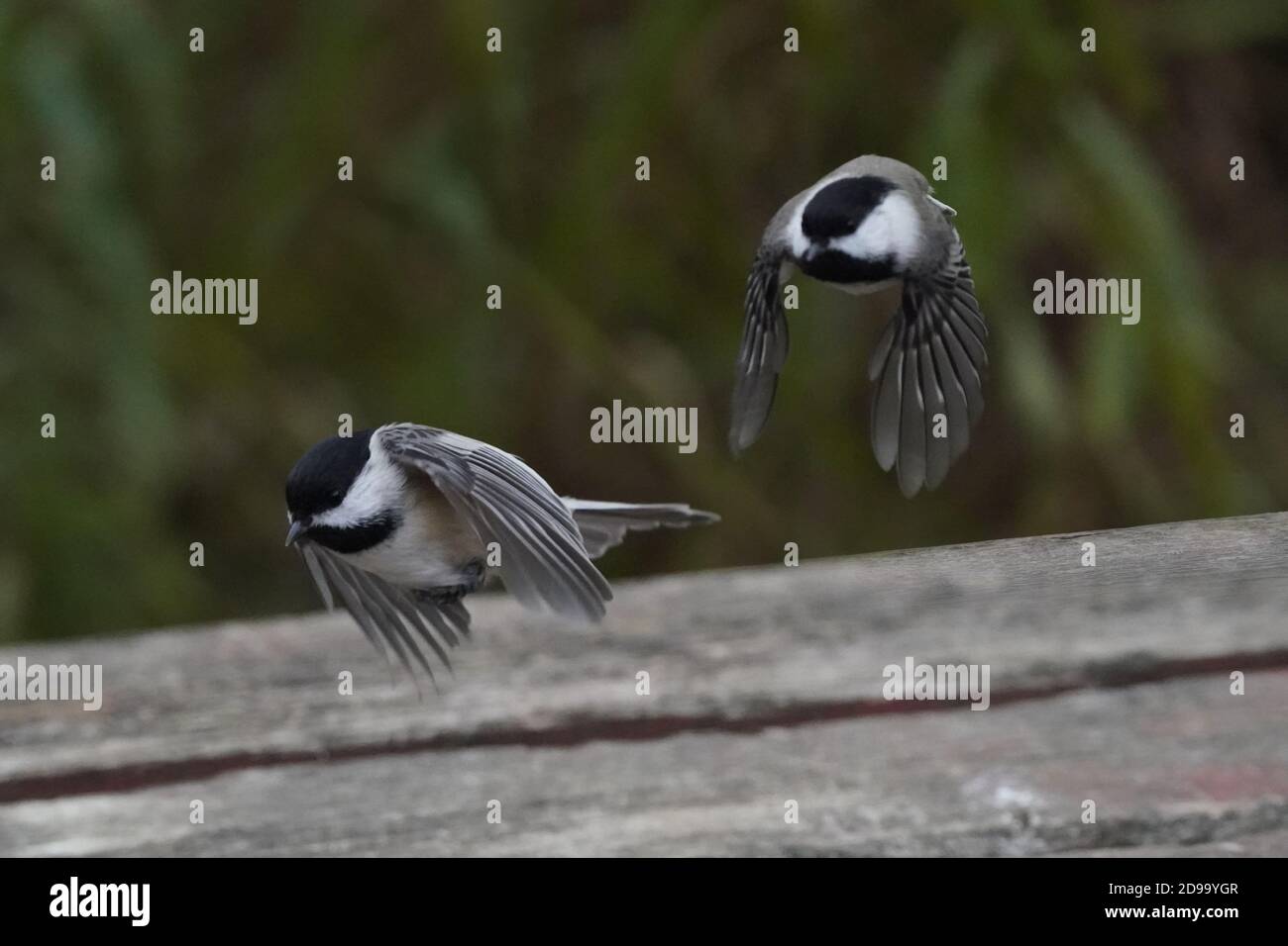 Chickadees and nuthatches fed by hand Stock Photo