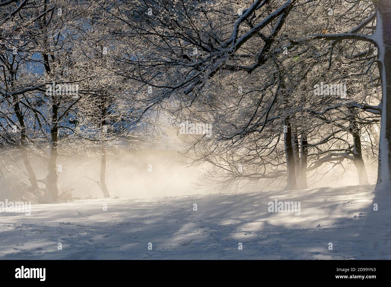 Beautiful sunny winter landscape with snow-covered trees and ground fog ...