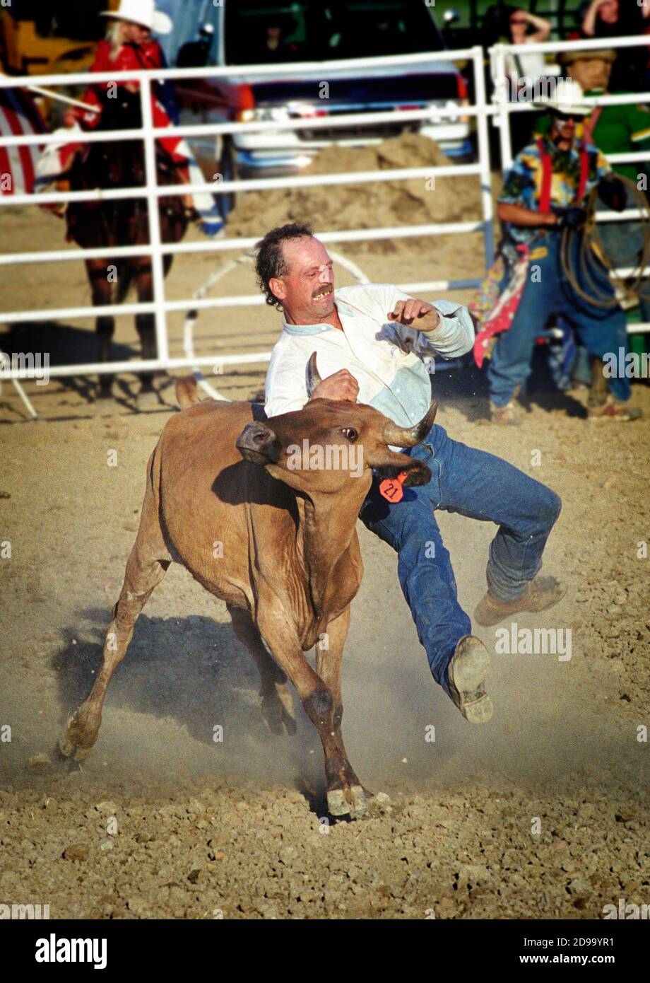 Rodeo steer wrestling event Stock Photo