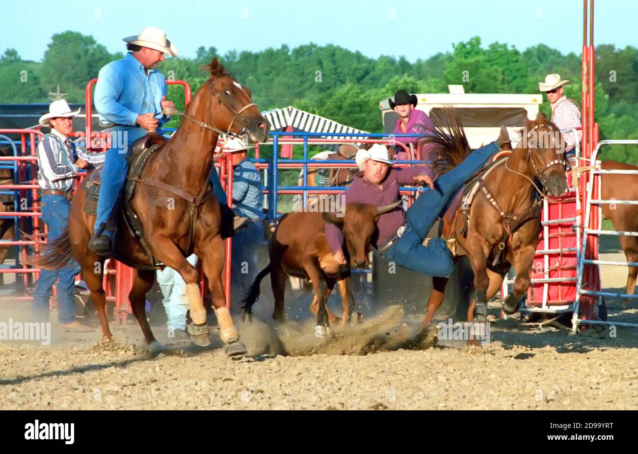 Rodeo steer wrestling event Stock Photo