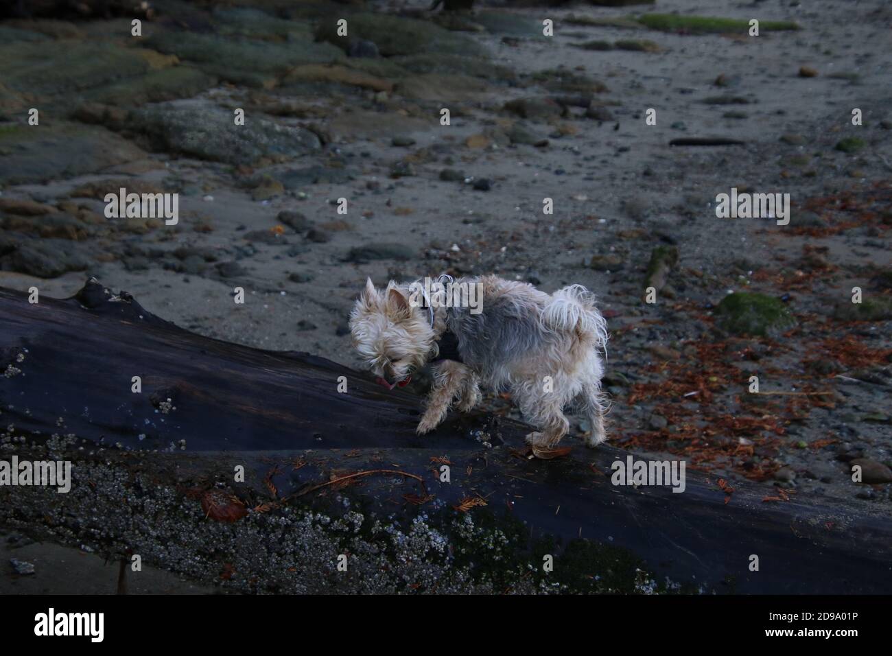 A silky terrier X walking on a wet log laying in the sand Stock Photo