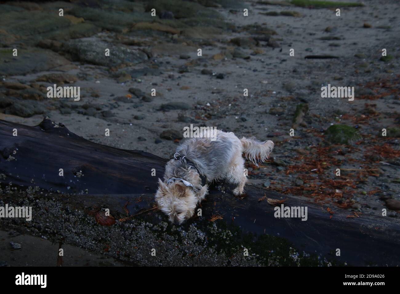 A silky terrier X walking on a wet log laying in the sand Stock Photo