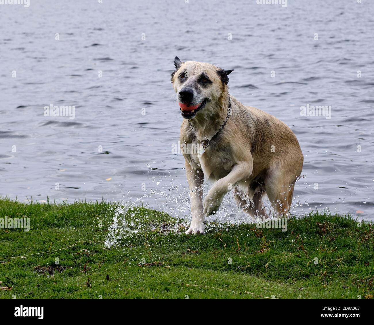 What Happens If My Dog Is Dripping Water