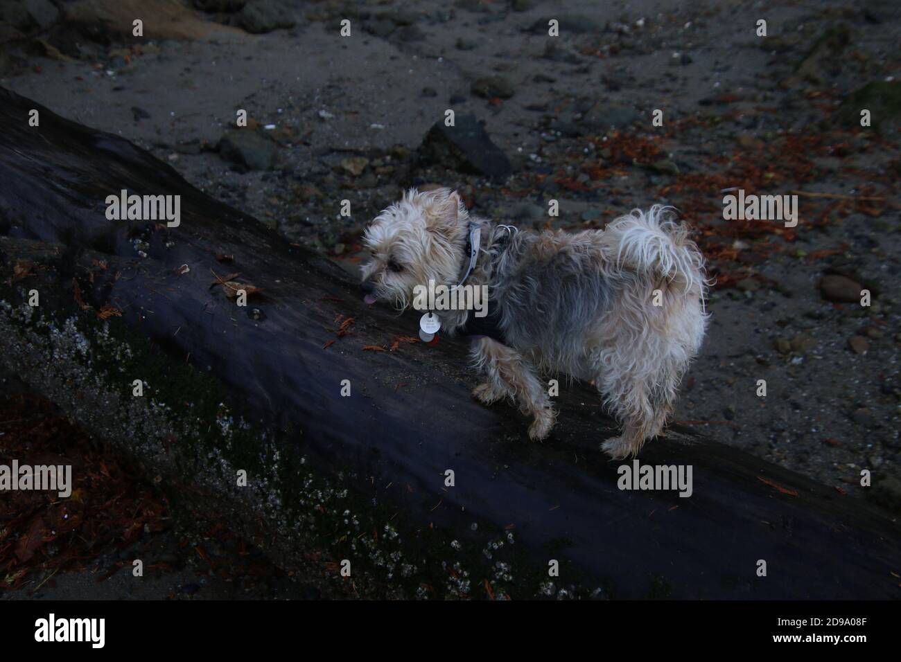 A silky terrier X walking on a wet log laying in the sand Tag saying Annual renewal required in english no other readable text Stock Photo