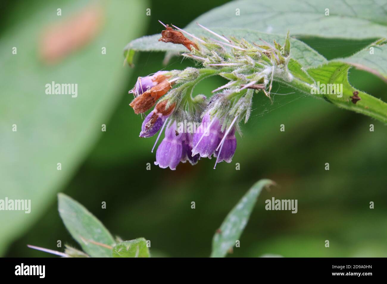 White bell shape flowers hi-res stock photography and images - Page 2 -  Alamy