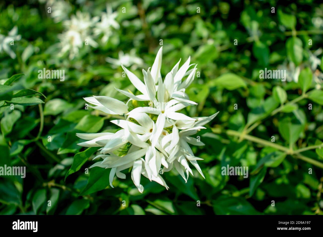 Jui flowers hi-res stock photography and images - Alamy