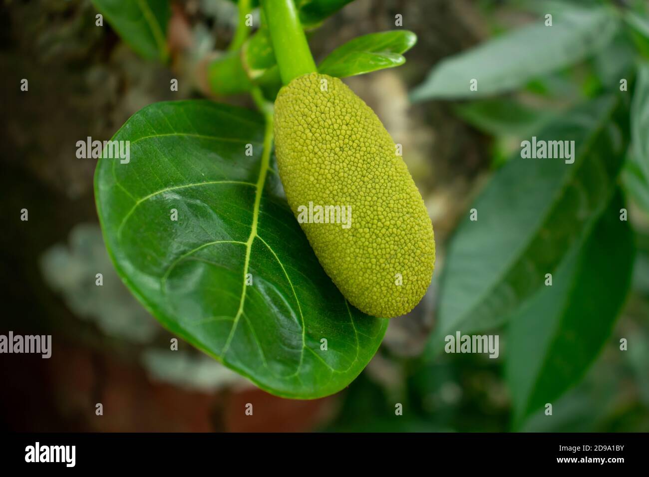 On the leaf a small jackfruit growing and sweet food Stock Photo