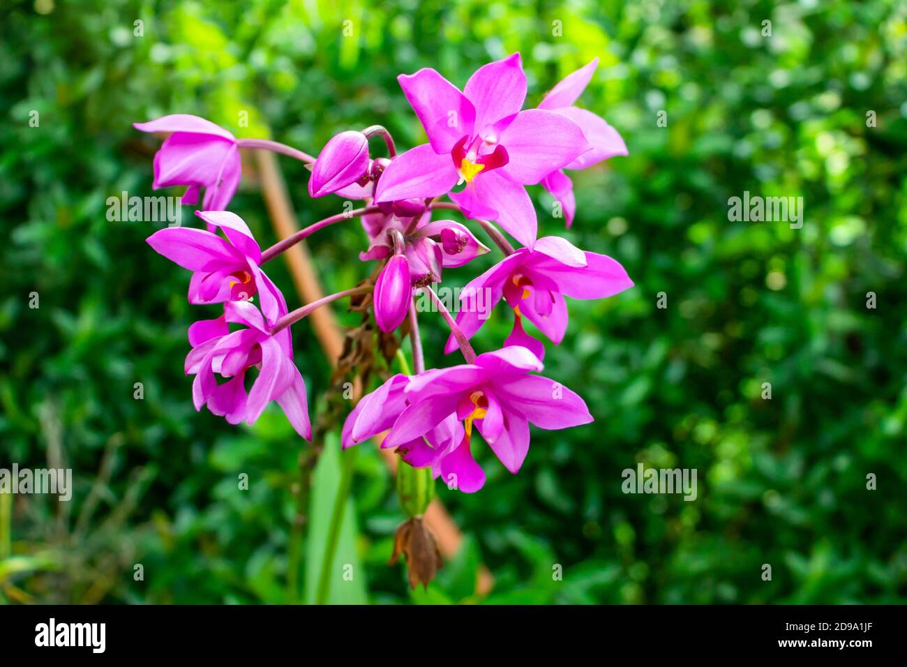 A group of beautiful Moth Orchids to Bloom pink flowers Stock Photo