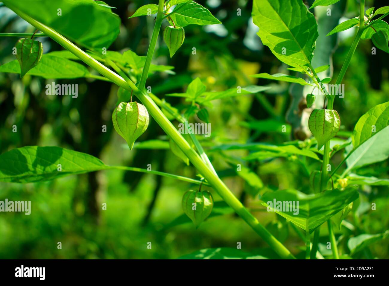 Growing green tomatillos in-home agro plant a vegetable Stock Photo