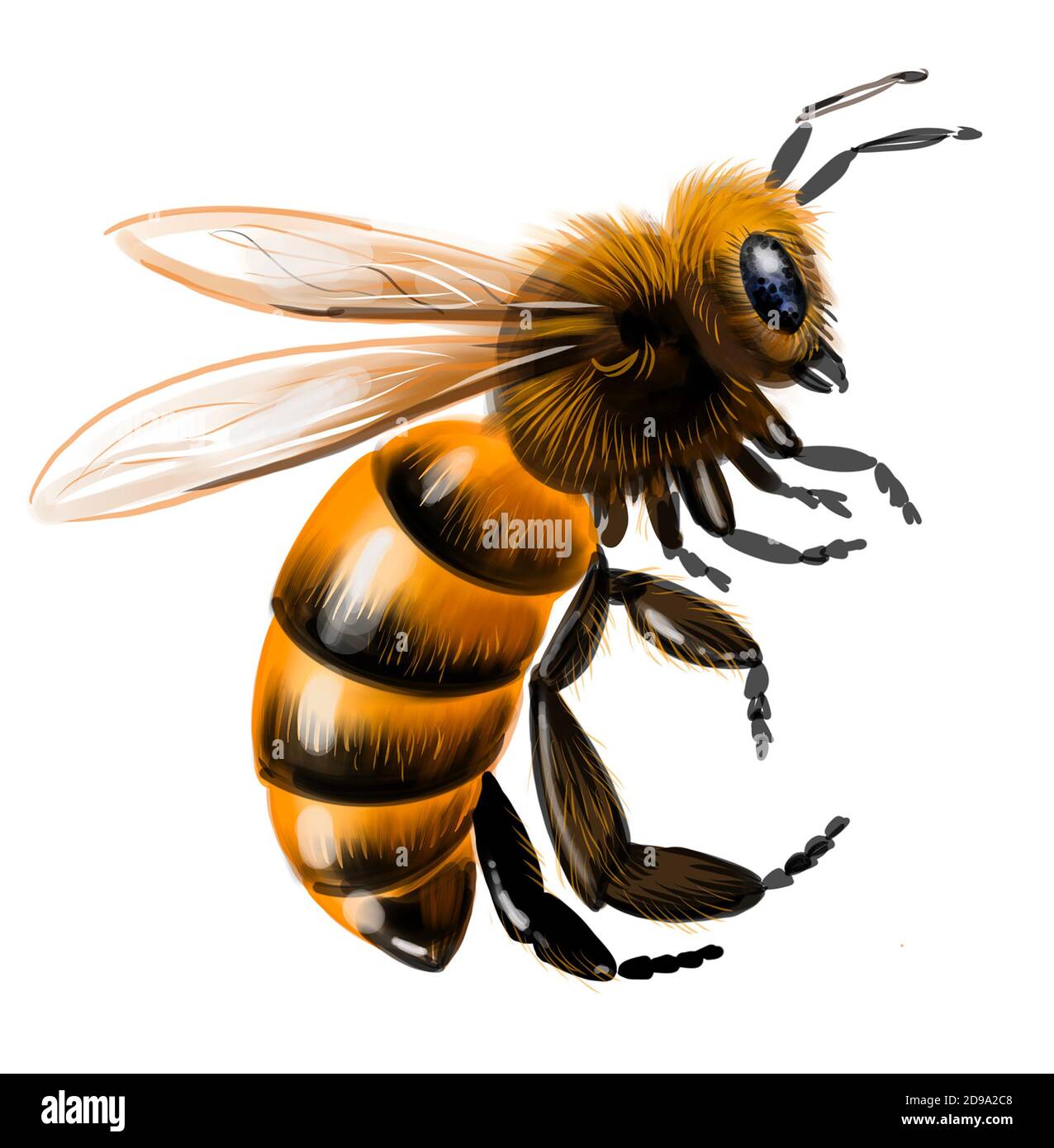 Flying honey bee. Digital illustration Stock Photo - Alamy