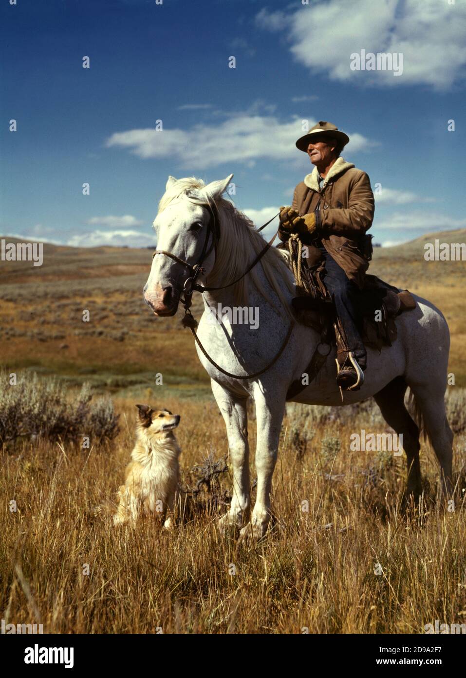 1942 , august , MONTANA , USA : Shepherd with his horse and dog on Gravelly Range, Madison County, Montana .  Photo by american Russell LEE ( born  1903 ) for the Unired Stated U.S. Office of War Information - photographer .- UNITED STATES  - FOTO STORICHE - HISTORY - GEOGRAFIA - GEOGRAPHY - AGRICOLTURA - AGRICOLTORI - ALLEVATORI di BOVINI - ALLEVAMENTO BOVINO - COW - cowboy - CONTADINI  -  CONTADINO - cattle - cane da pastore - pet  - ANNI QUARANTA - 1940's - 40's - '40 - campagna - country - cavallo - horse - sky - cielo  -    ----   Archivio GBB Stock Photo