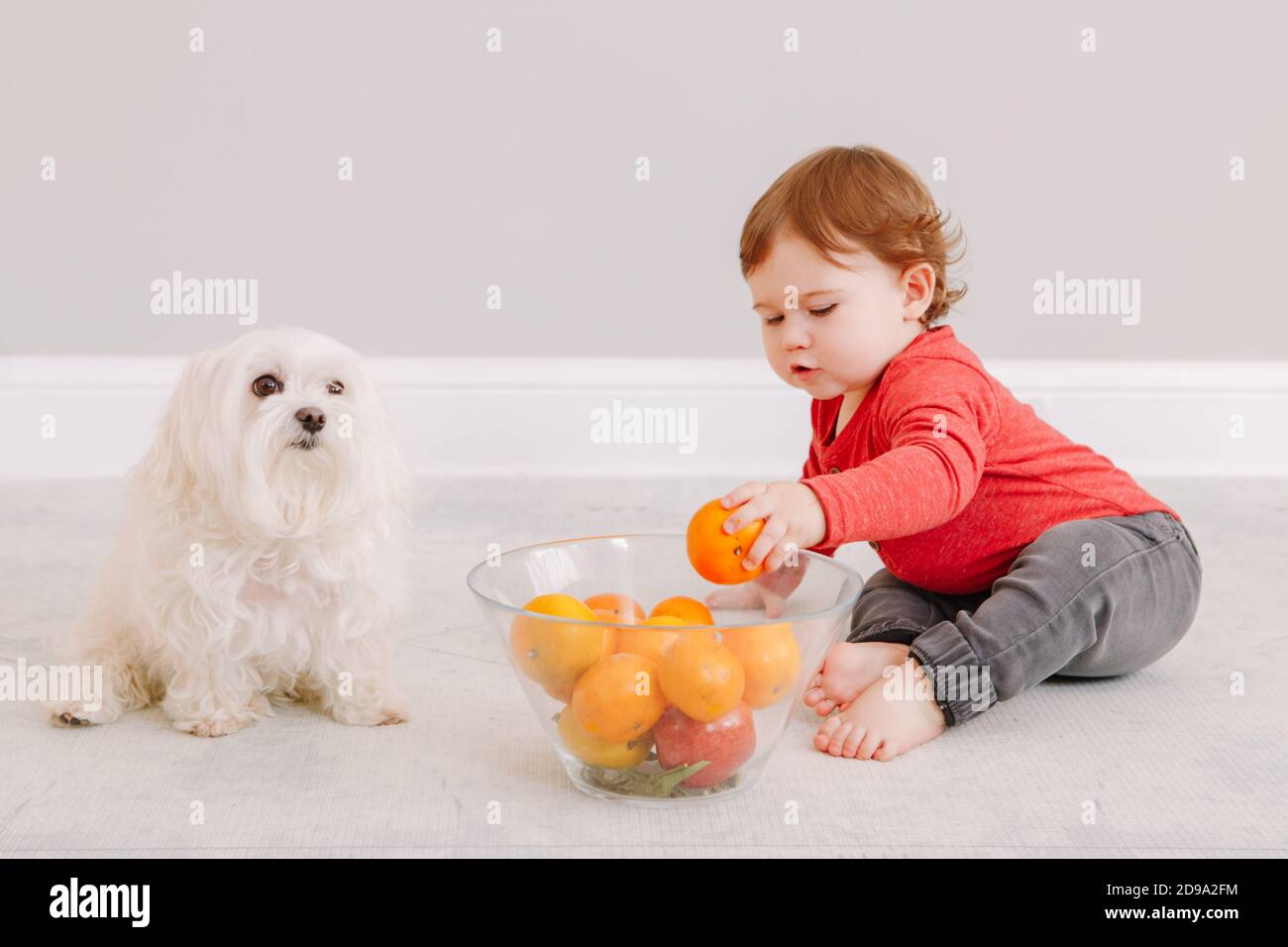 Baby eating dog food hires stock photography and images Alamy