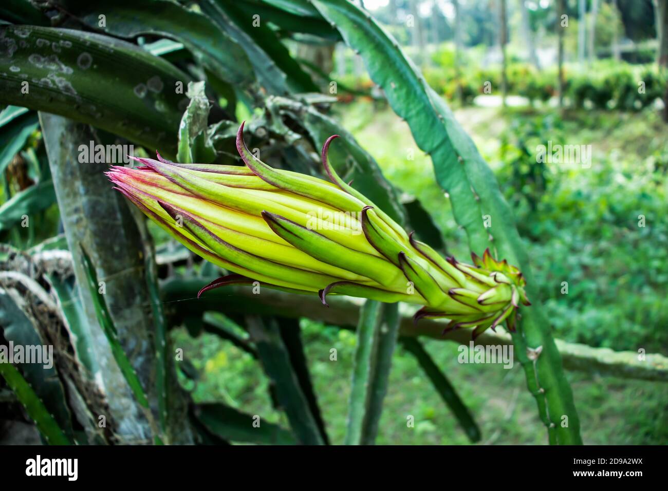 Pitaya or dragon fruit is the fruit of several different cactus species Stock Photo