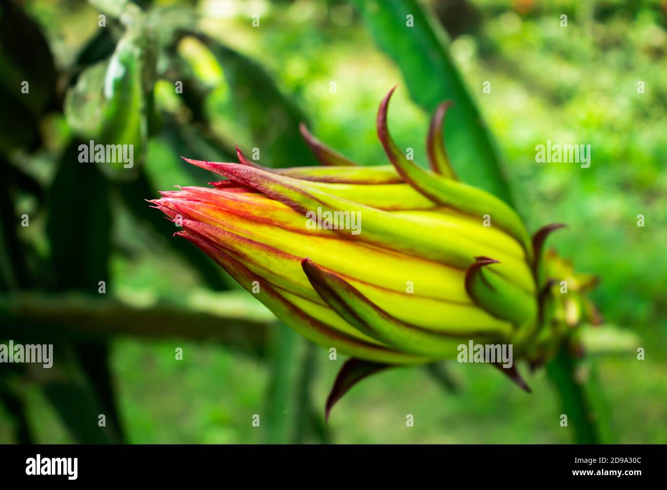 Pitaya ripe or pitahaya is the fruit of several different cactus species Stock Photo